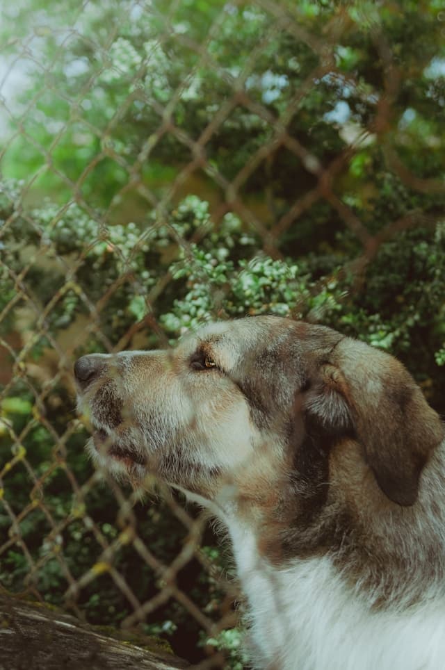 Australian Shepherd - Na