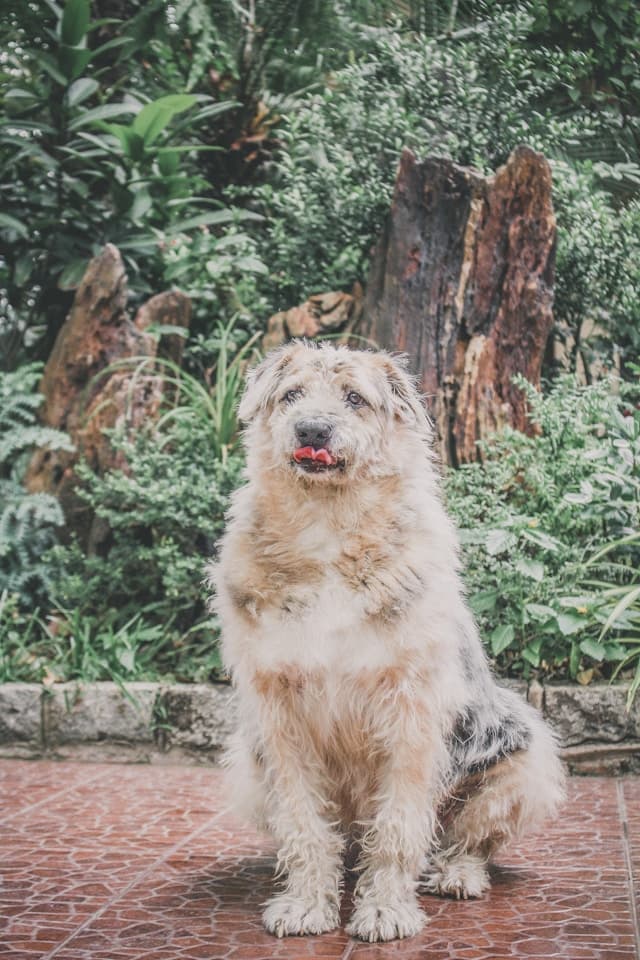 Australian Shepherd - Voor