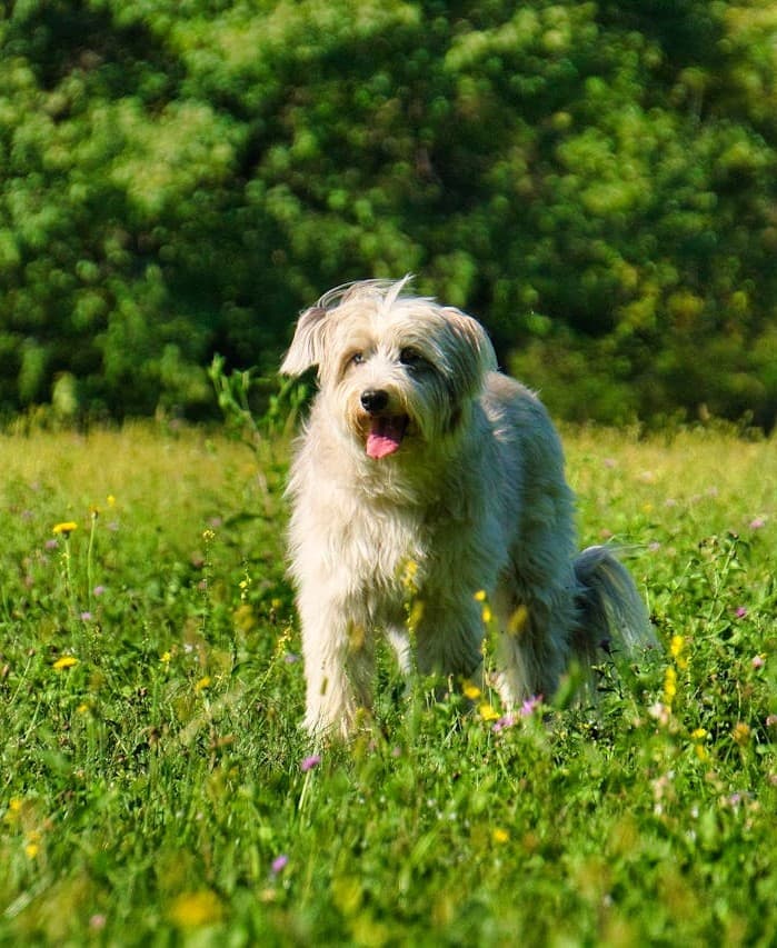 Otterhound - Na
