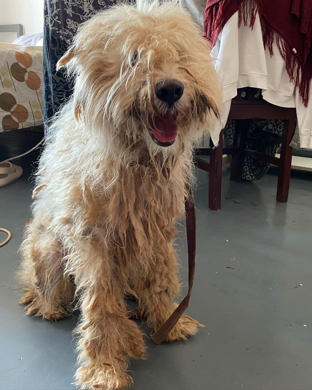 Otterhound - Voor
