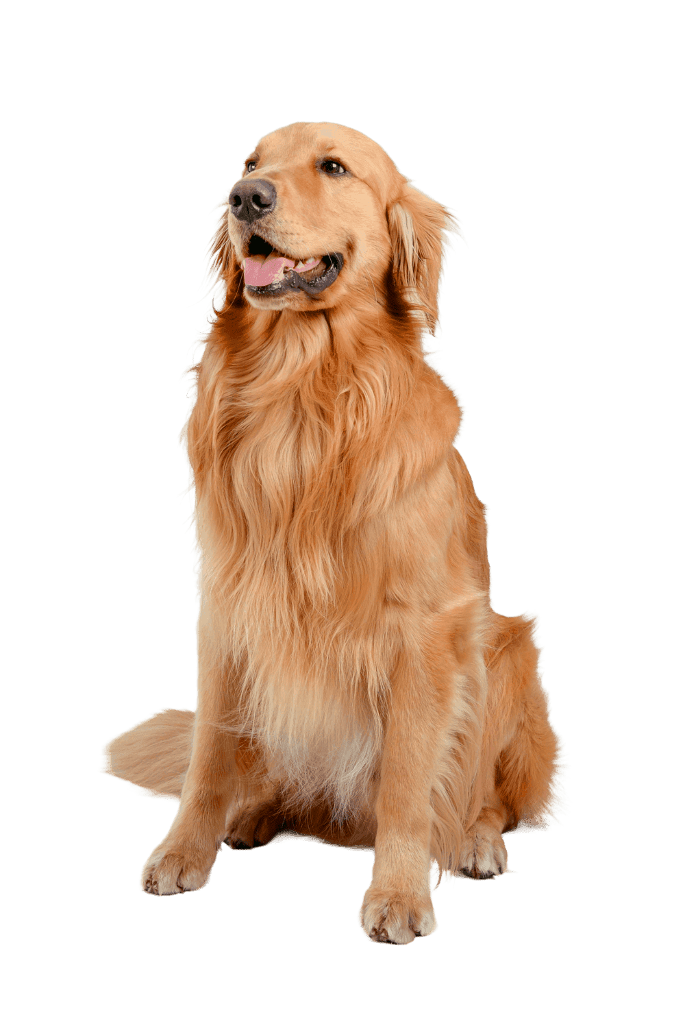 Hond bij Pootjes & Vacht