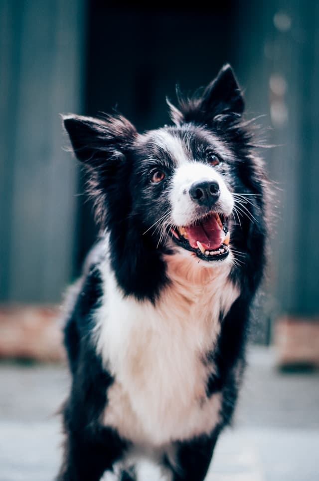 Border Collie -