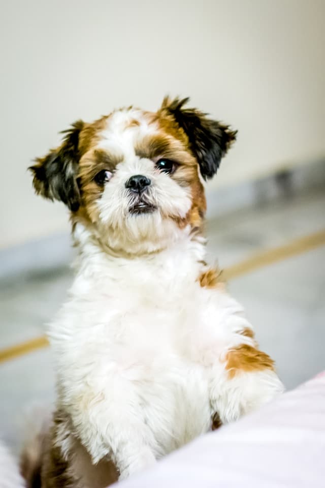 Shi Tzu -